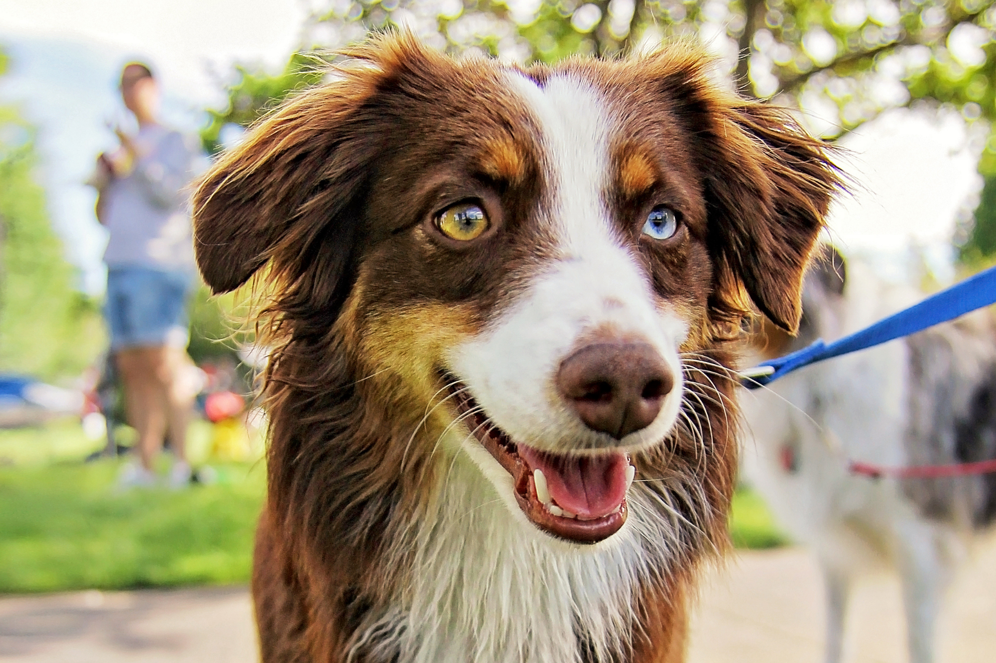 C&G's Guide to Best Melbourne Dog Parks